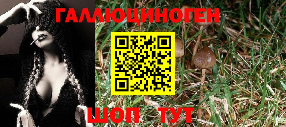 Галлюциногенные грибы Psilocybine cubensis  Вход с VPN  купить   Псилоцибиновые грибы мухоморы  Коломна 